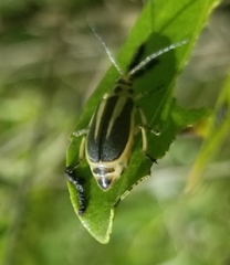 Trirhabda bacharidis