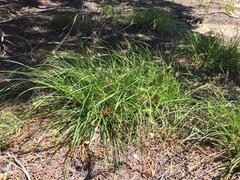 Carex planostachys