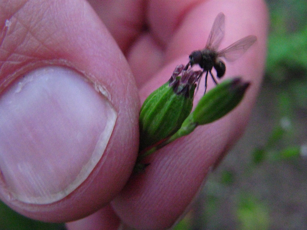 sleepy catchfly from Dakota County, MN, USA on June 10, 2010 at 06:59 ...