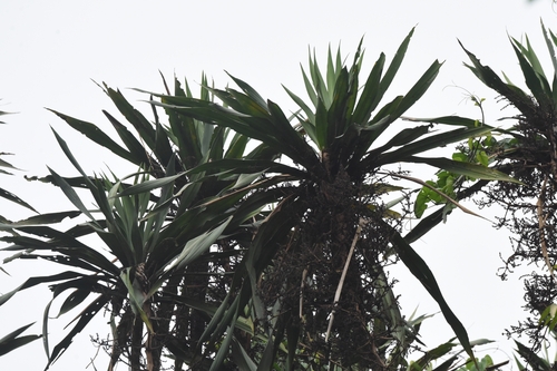 Foto de Dracena