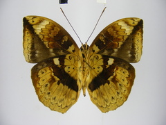 Bebearia barce maculata