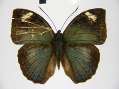 Bebearia barce maculata