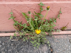 Taraxacum officinale