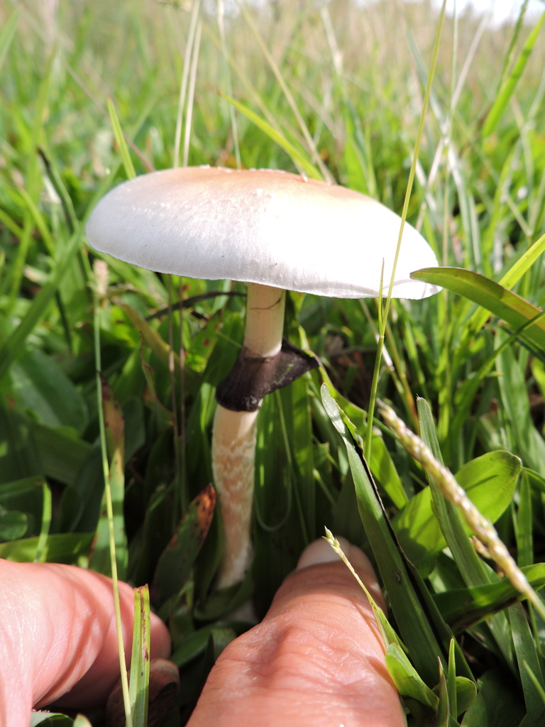 Psilocybe cubensis · April 2024 · photo: © bariza (iNaturalist, cc-by)