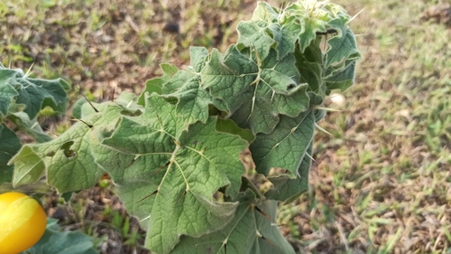 Foto de Pé-de-melancia