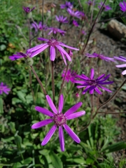 Senecio speciosus