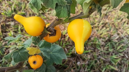 Foto de Pé-de-melancia