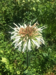 Monarda lindheimeri
