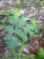 Dicentra cucullaria