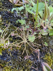 Claytonia parviflora