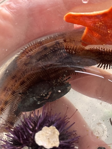 Ophiopteris papillosa