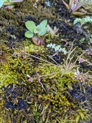 Claytonia parviflora