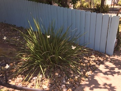 Dietes bicolor