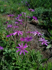 Senecio speciosus