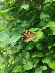 Pararge aegeria