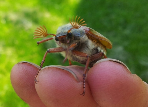 Common Cockchafer