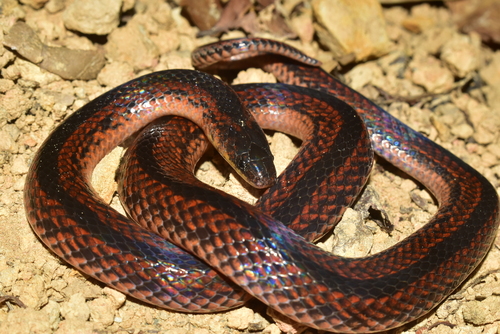 Günther's Ground Snake