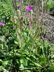 Senecio speciosus