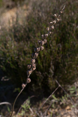Eriospermum lanceifolium
