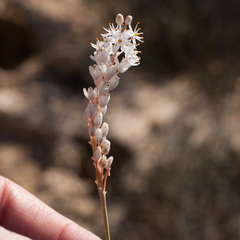 Bulbinella trinervis
