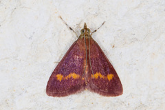 Pyrausta pseuderosnealis