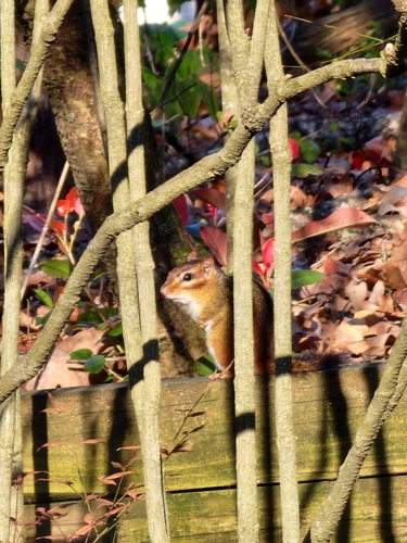 Eastern Chipmunk photographed in Mississippi