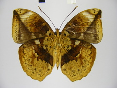 Bebearia barce maculata