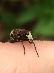 Eurymycter fasciatus