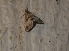 Dicymolomia metalliferalis