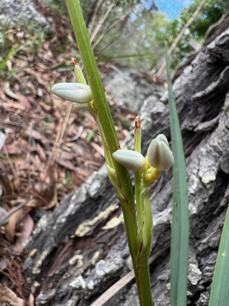 flowering plants from Paluma QLD 4816, Australia on January 3, 2024 at ...