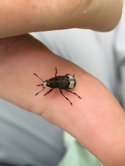Eurymycter fasciatus