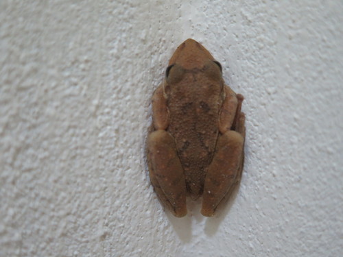 Scinax fuscovarius