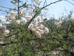Mimosa adenantheroides