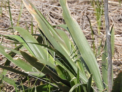 Yucca flaccida