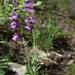 Penstemon subglaber - Photo (c) Smithsonian Institution, National Museum of Natural History, Department of Botany, algunos derechos reservados (CC BY-NC-SA)