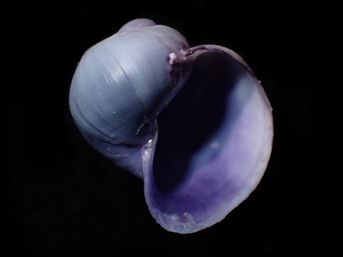 Violet Globe Snail
