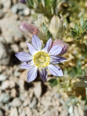Malesherbia solanoides (Malesherbia solanoides)