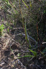 Eriospermum lanceifolium