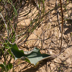 Eriospermum lanceifolium