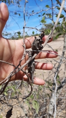 Dictyanthus sepicola