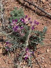 Astragalus shortianus