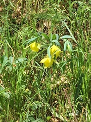 Calochortus pulchellus