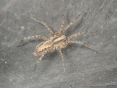 Agelenidae