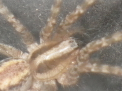 Agelenidae