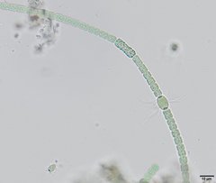 Anabaena inaequalis