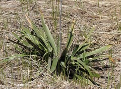 Yucca flaccida