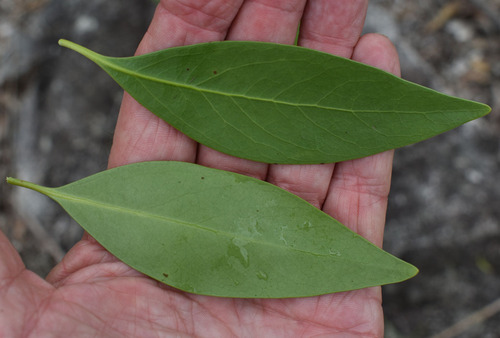 Denhamia disperma observed 2024-01-13
