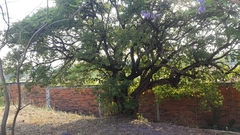Ehretia latifolia
