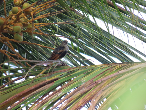 Screaming Cowbird