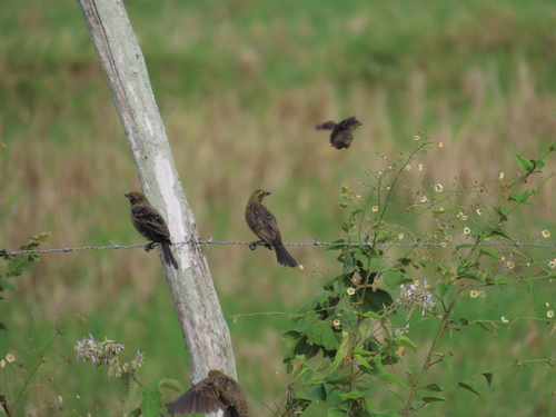 Chestnut-capped Blackbird
